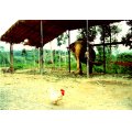 thai386-copy.jpg