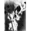 Untitled-37.jpg